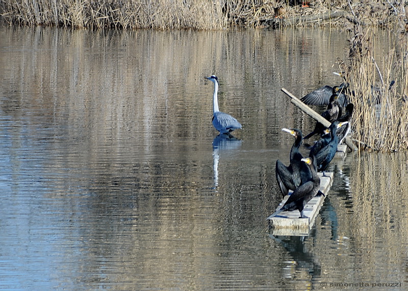 Cormorani - Phalacrocorax carbo